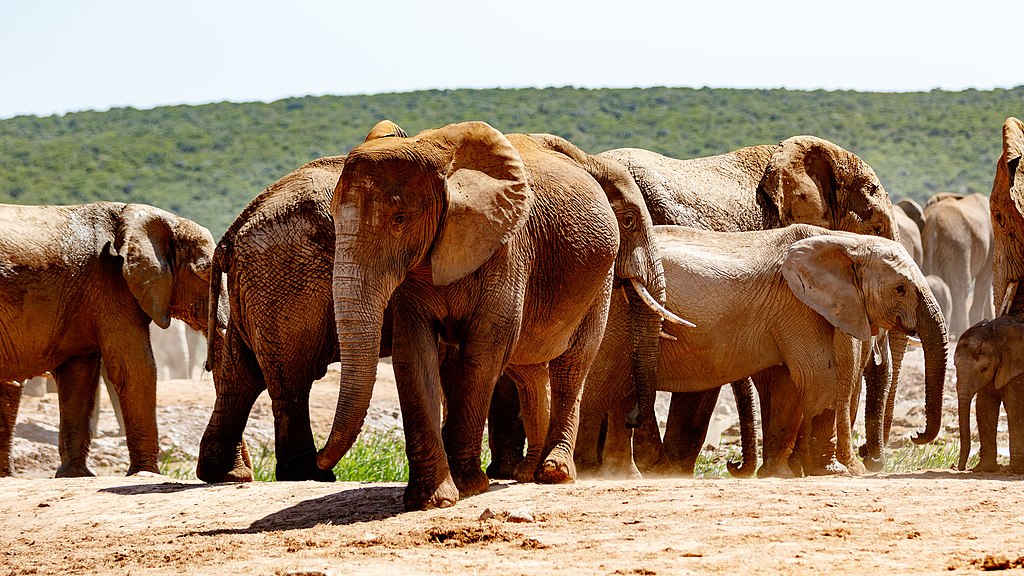 Addo Elephant Park